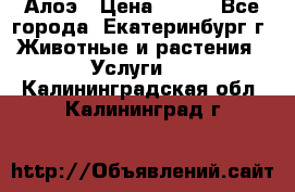 Алоэ › Цена ­ 150 - Все города, Екатеринбург г. Животные и растения » Услуги   . Калининградская обл.,Калининград г.